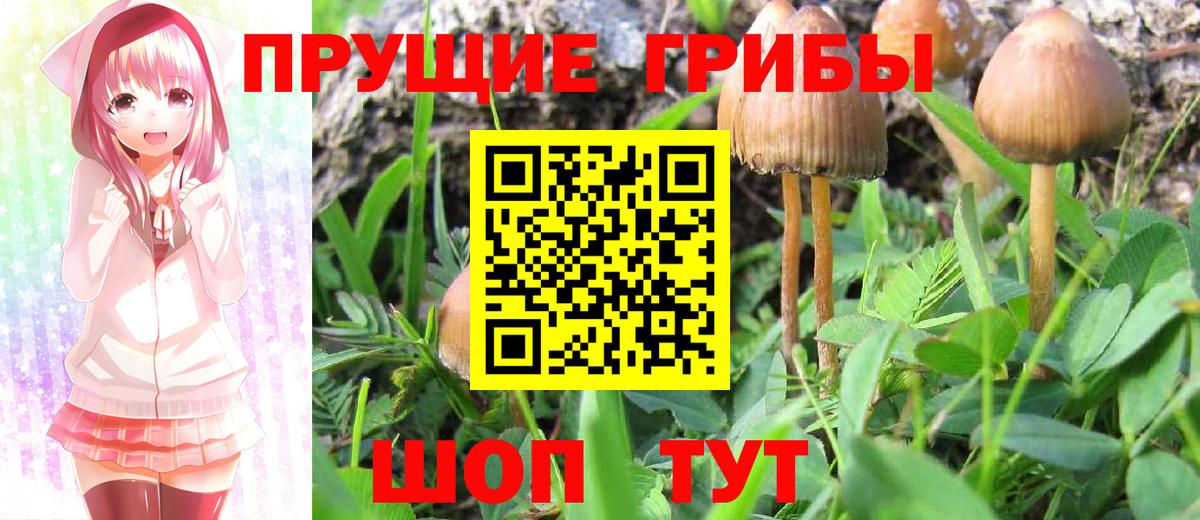 Галлюциногенные грибы Psilocybe Урай